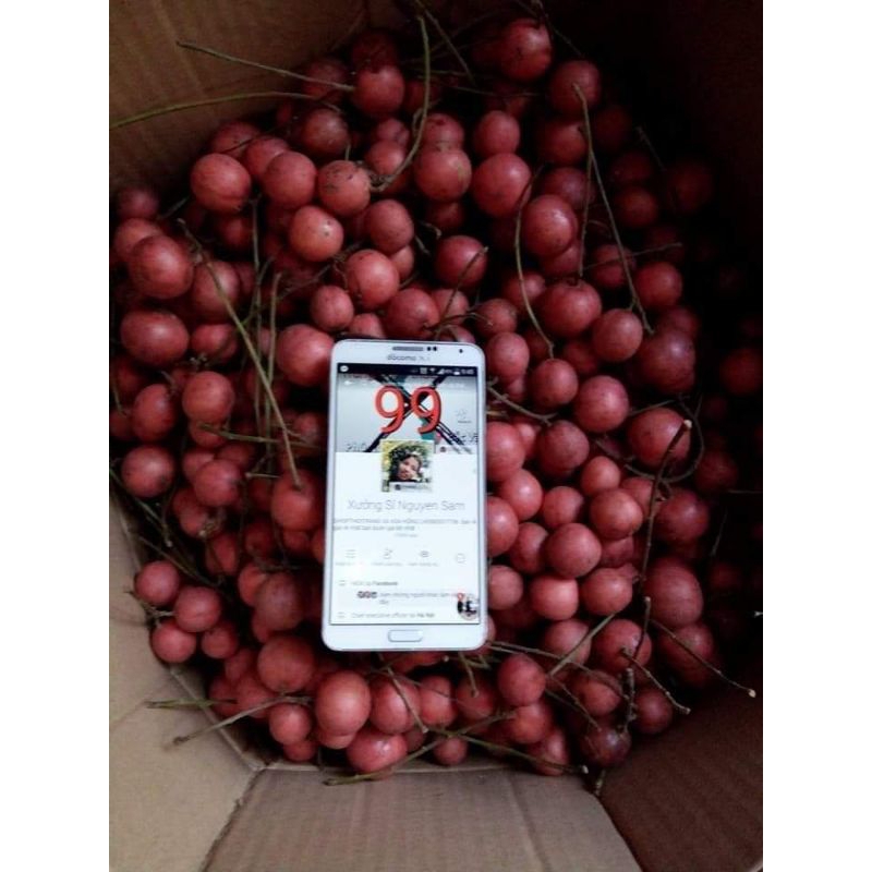 2 cây dâu da đất màu đỏ