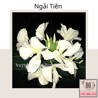 Ngải Tiên ( Hoa rất thơm)