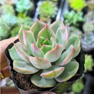 Sen đá đế vương size bầu - lỗi 1 đổi 1