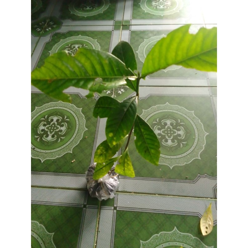 Bầu cây giống cây dành dành