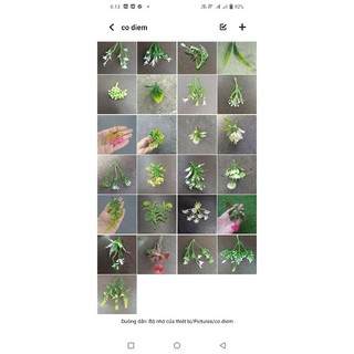 Cỏ điểm cân