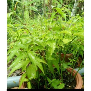 Cây giống xương khỉ, mảnh cộng, bìm bịp