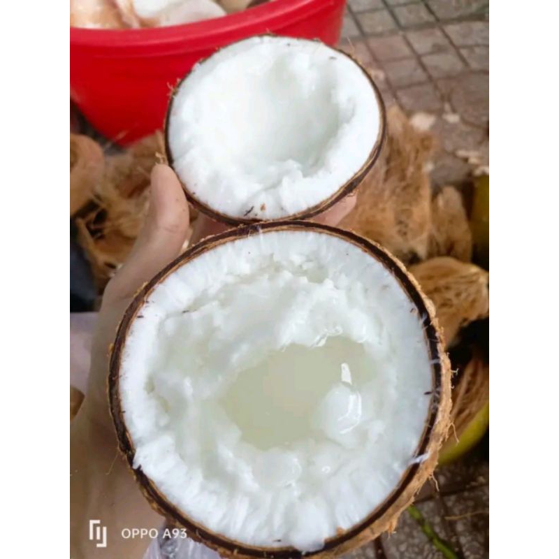 Dừa Sáp 1,3*1,5kg