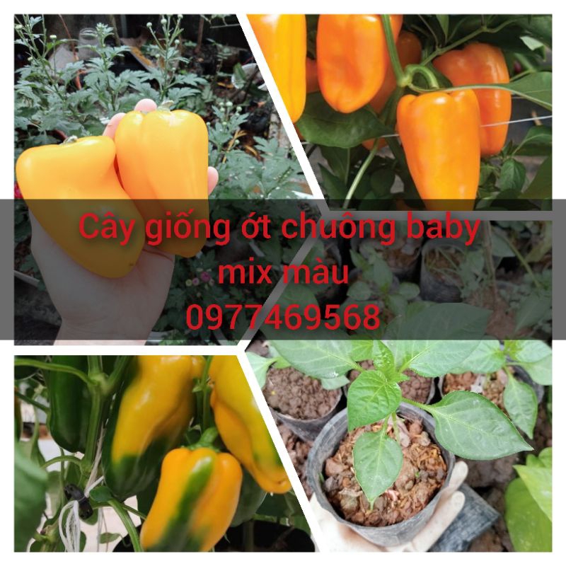 Cây giống ớt trái cây baby đag bói hoa (chỉ ship MB)