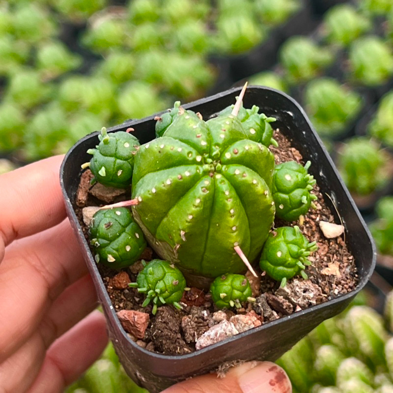 cây xương rồng Hug Me size bầu 3-4cm, cây cảnh trang trí nhà cửa THUANPHAT GARDEN