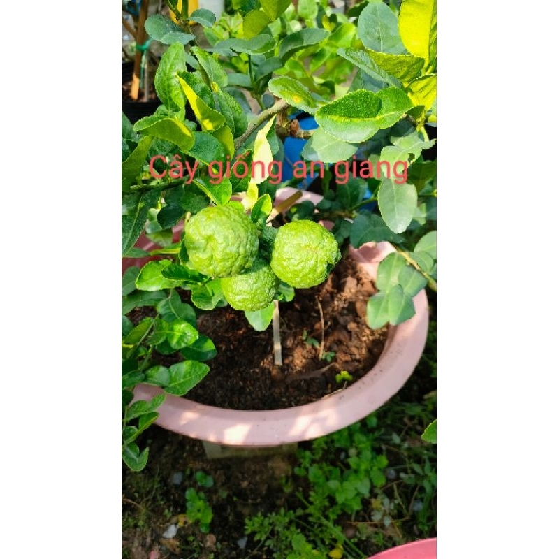 Cây chúc giống cây cao 20cm giá 20k 1 cây