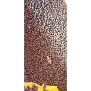 HẠT GIỐNG GÒN HÀNG TUYỂN LỰA 30K 1 KÝ