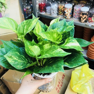Trầu bà thủy sinh ( BÌNH THỦY TINH)