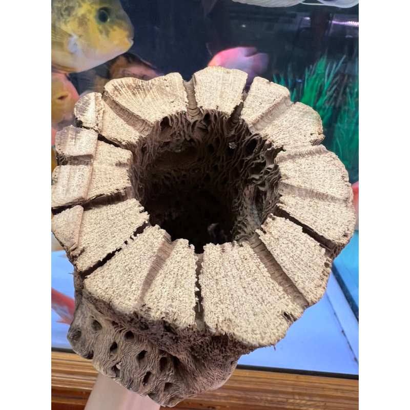 Lũa Cholla Teddy Bear | Lũa Xương Rồng Rỗng Ruột Size Lớn | Thích Hợp Trang Trí - Làm Hang Tép