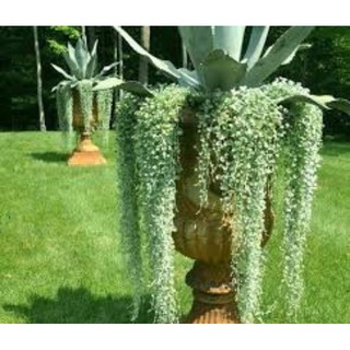 5 cây vảy rồng đoạn 40_50cm không chậu