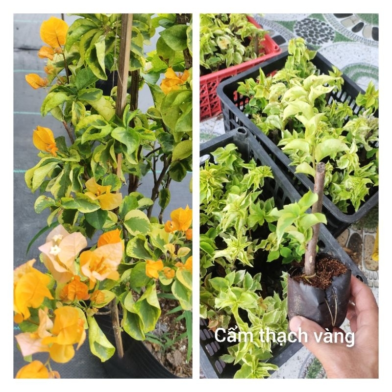 Cây giống hoa giấy cẩm thạch Vàng. Cây giống bầu rễ nhiều.
