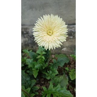 Hoa đồng tiền cổ thái lan