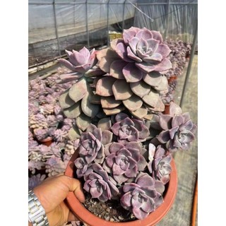 Sen đá hồng mập thụ lô mới ,chậu siêu to,nhiều đầu