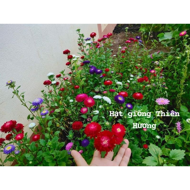 500 Hạt giống Hoa Cúc đà lạt, cúc 7 màu. Nãy mầm 100%