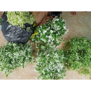 100gr cỏ điểm