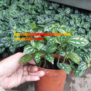 Cây lá bạc
