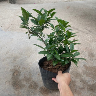 Cây chanh tứ quý (chanh ta) tán xum (Cây như hình)