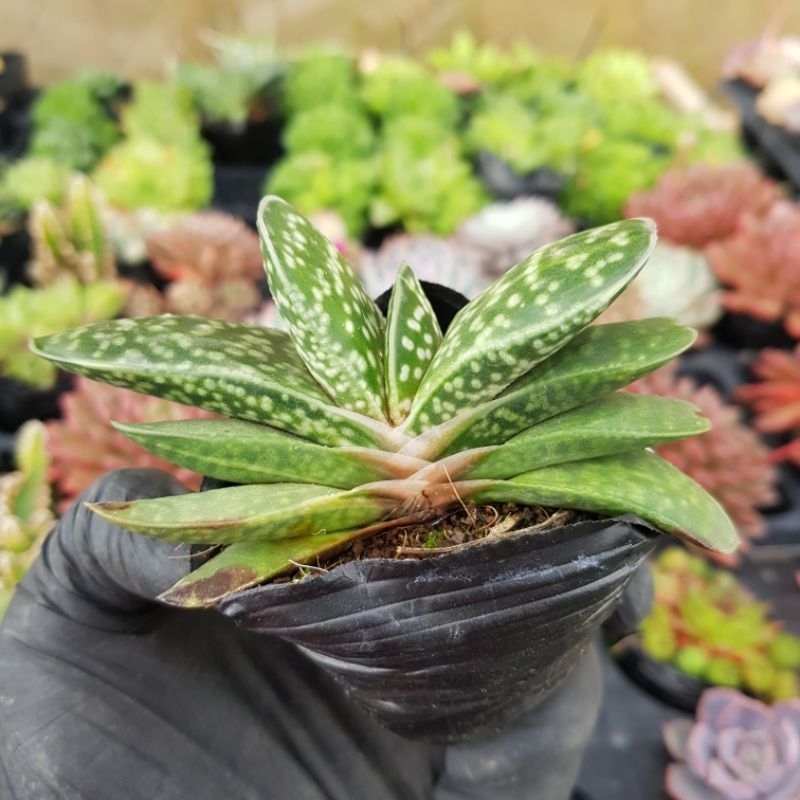 sen đá haworthia Mỏ vịt