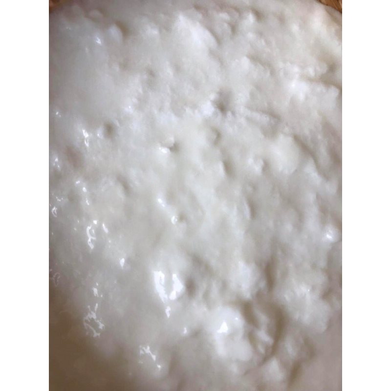 Nấm làm sữa chua Milk Kefir Grain