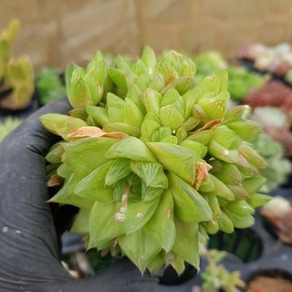 sen đá haworthia các loại