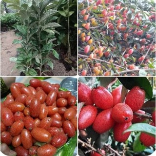 Cây nhót ngọt trồng 1 năm cho quả