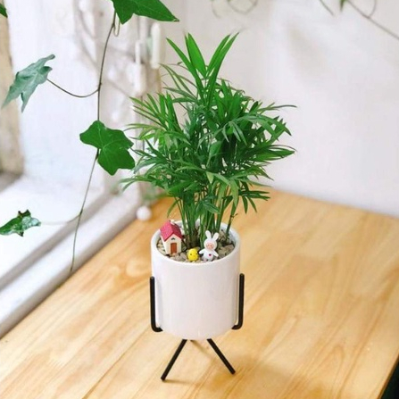 Cau tiểu trâm TIỂU CẢNH để bàn