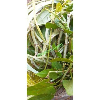 Dây chìa vôi vuông tươi 1 kg