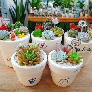 Combo 3 sen đá mix chậu đẹp để bàn