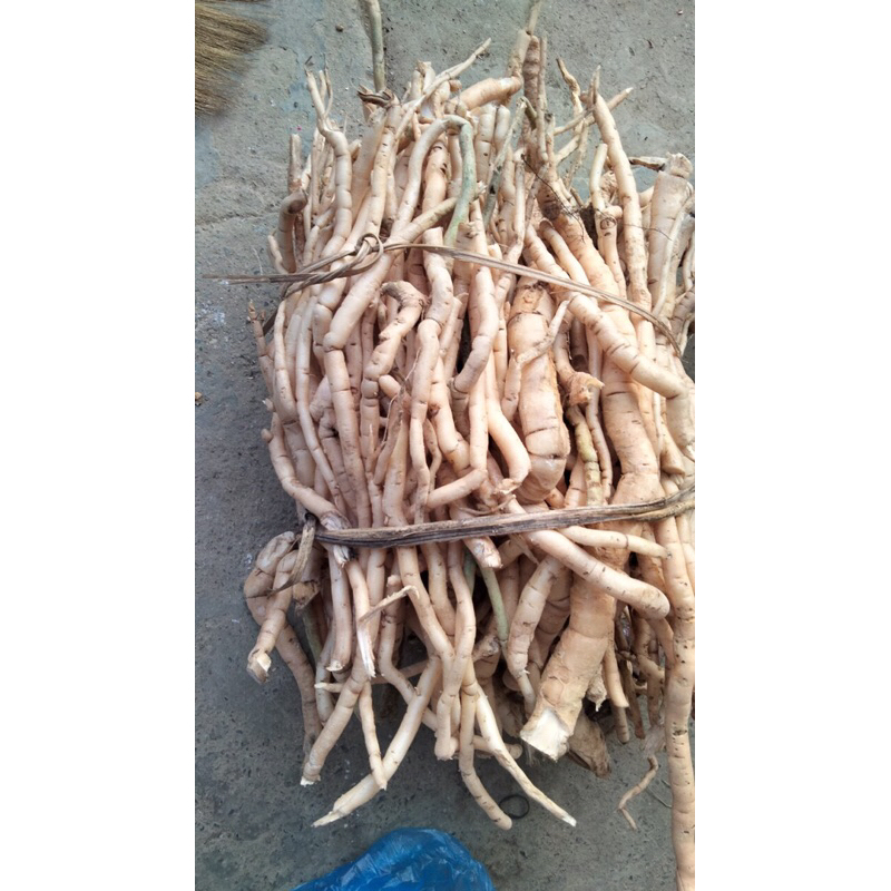 Sâm  xuyên đá Tây Bắc tươi