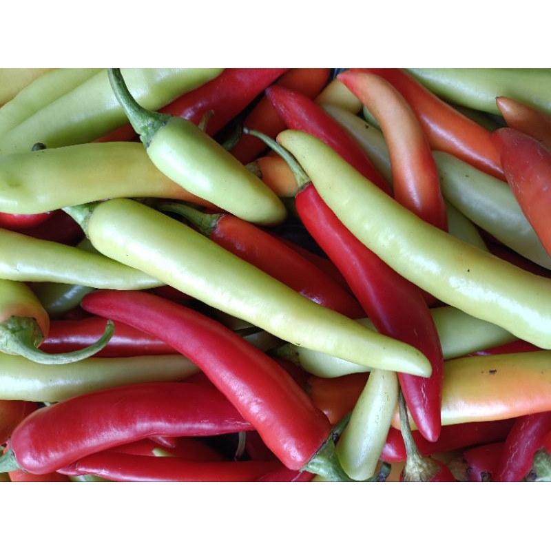 Ớt sừng Huế ớt Ba Tri ớt bống