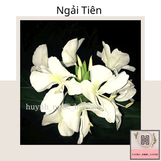 Ngải Tiên