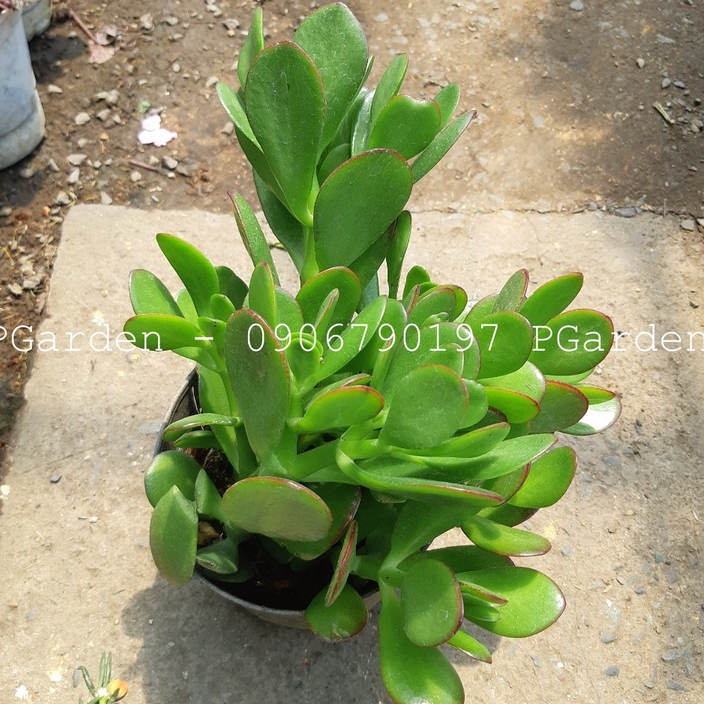 Cây ngọc bích MIX CHẬU để bàn