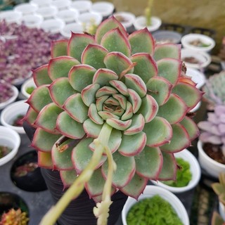 sen đá VIỀN HỒNG size trung