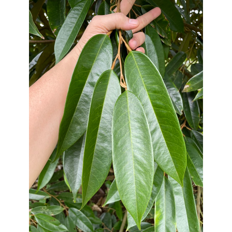 Mantus  - kích đọt cực mạnh, lá to xanh dầy, bóng mượt, ngừa cháy lá, nấm hồng cho sầu riêng