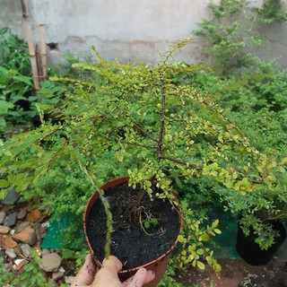 Cây sơn liễu giống