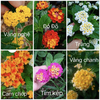 Hoa ngũ sắc kép