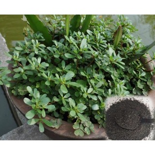 hạt giống rau sam gói 2 gram