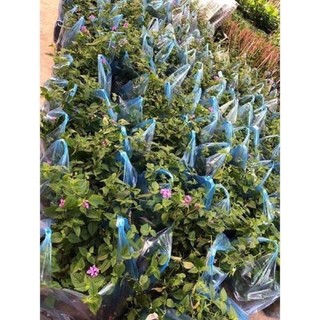 Hoa ngũ sắc rủ (cây giống)