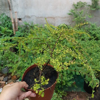 Cây sơn liễu giống