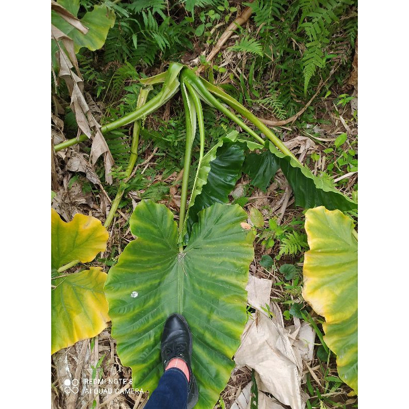 1 củ ráy lá tai voi to khủng