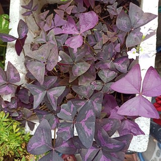 Cây. Củ bướm đêm