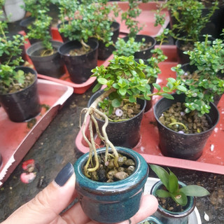 Sam hương INDO dáng QUÁI siêu mini