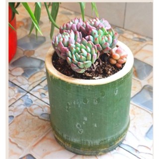 Chậu khúc gỗ bằng tre, luồng tự nhiên