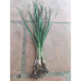 Hẹ Giống Để nguyên củ và lá