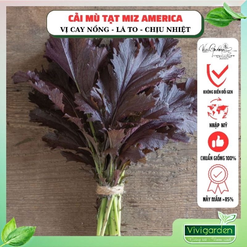 Gói 1gr hạt giống cải mù tạt Miz America thơm ngon cay nồng rất thích hợp cho ăn sống, chịu nhiệt tốt, trồng quanh năm