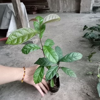 Cây xạ đen nhỡ hoặc 2 cây nhỏ