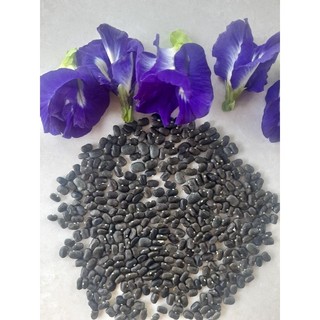 hạt giống hoa đậu biếc kép (30 hạt)
