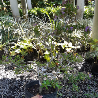 Linh sam bonsai lớn SIÊU BÔNG
