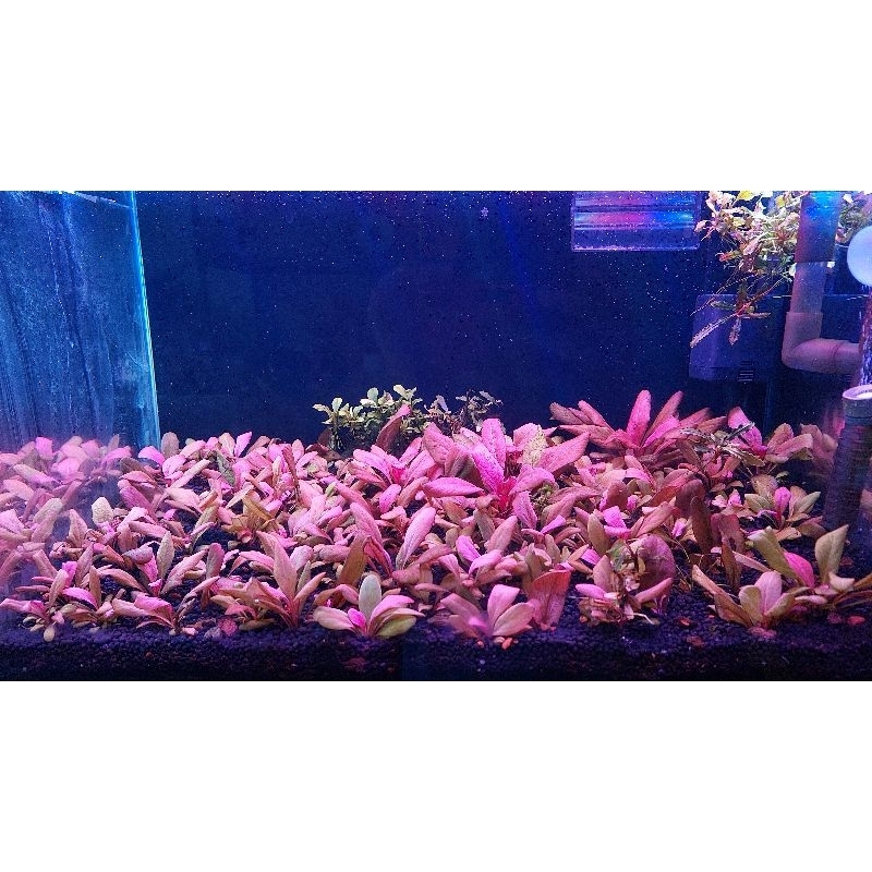 Cây Cải Đỏ Thủy Sinh Lá Nước .