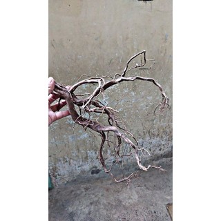 Lũa rễ rừng
